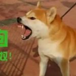 赌狗的心酸历程-白菜论坛-博彩论坛