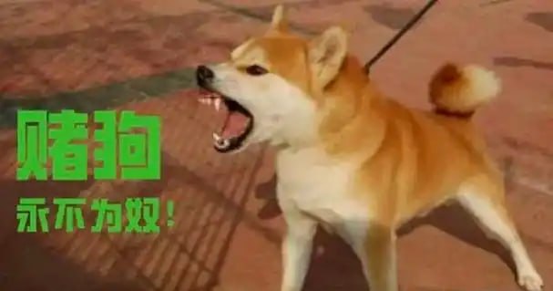 赌狗的心酸历程-白菜论坛-博彩论坛