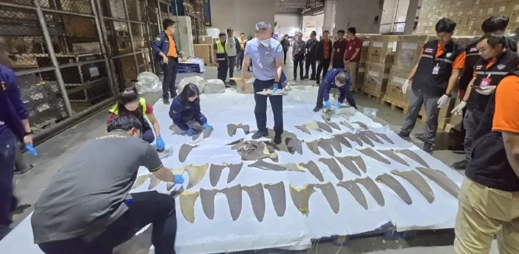 泰国海关查获通过素万那普机场走私的400多条鱼翅-白菜论坛-博彩论坛