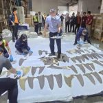 泰国海关查获通过素万那普机场走私的400多条鱼翅-白菜论坛-博彩论坛